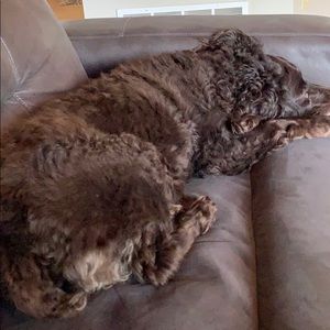 Meet your Posher, Roger